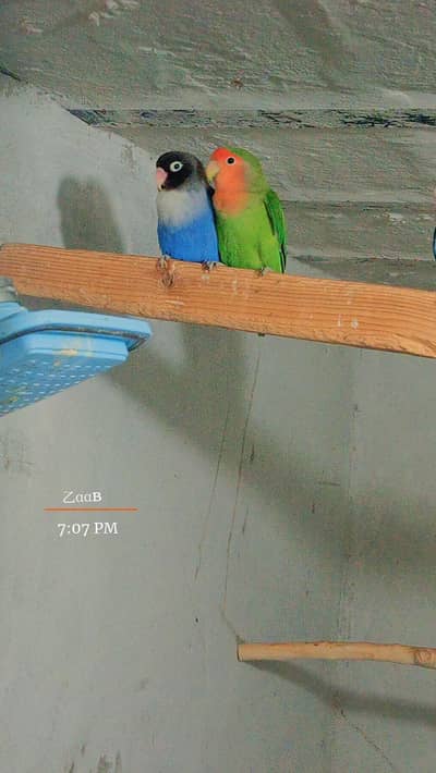 Love birds breeder pair lovebirds