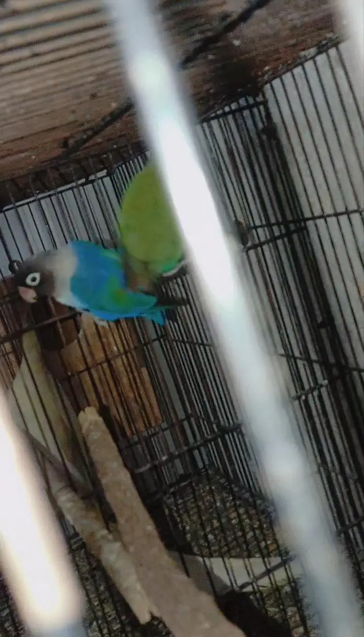 Love birds breeder pair lovebirds — photo 2