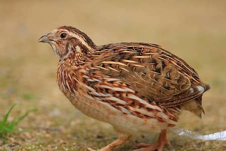 quail fertile eggs