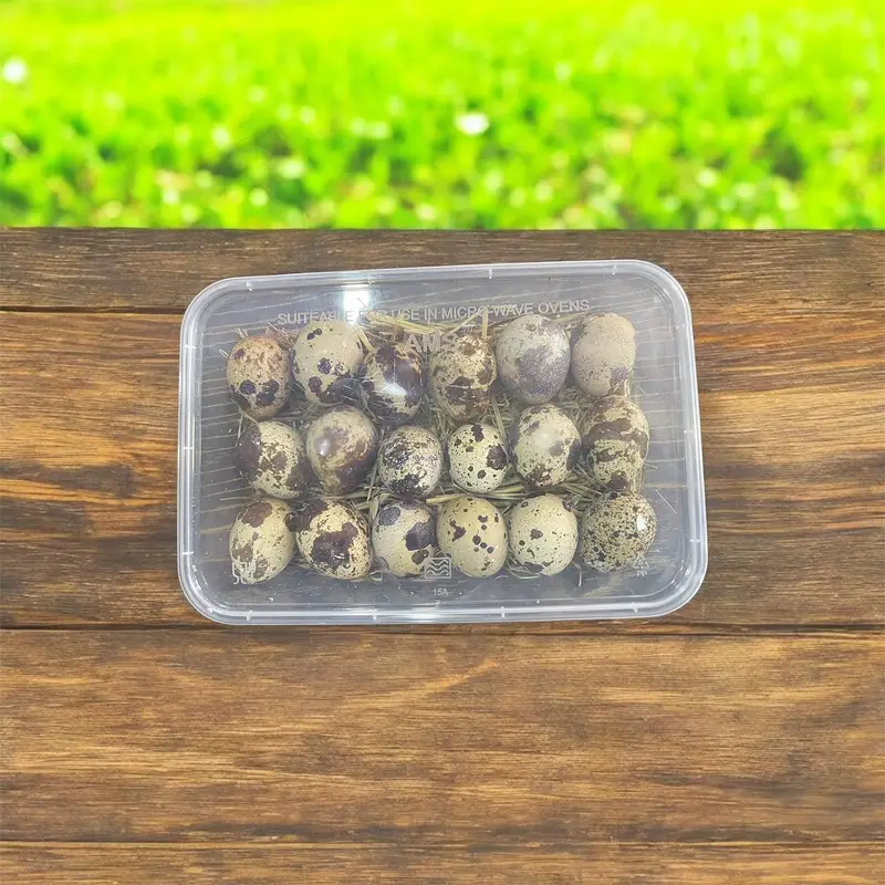 quail fertile eggs — photo 2