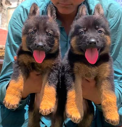German Shepherd long coat male female for sale available