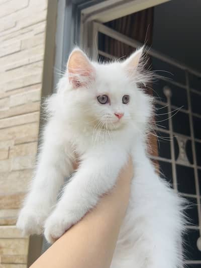 persian pair of male and female kitten triple coat
