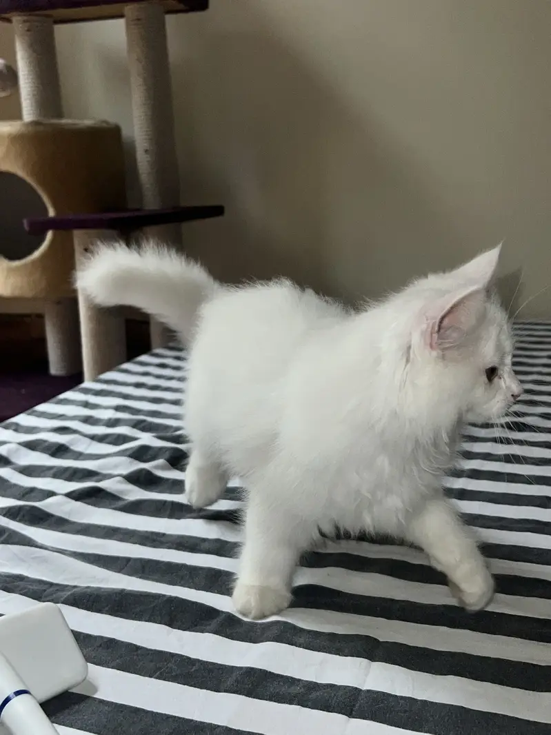 persian pair of male and female kitten triple coat — photo 2