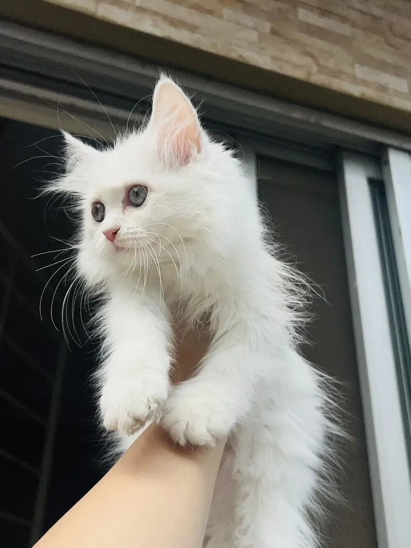 persian pair of male and female kitten triple coat — photo 3