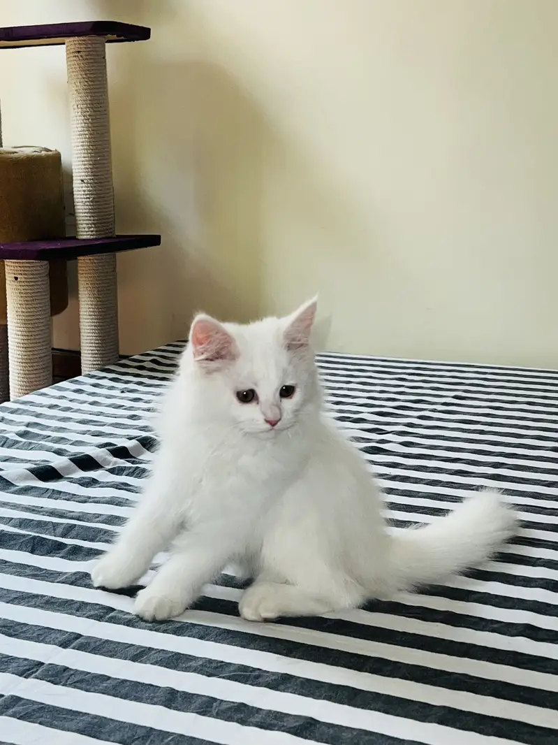 persian pair of male and female kitten triple coat — photo 4