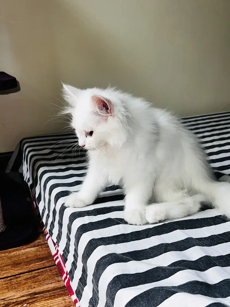 persian pair of male and female kitten triple coat — photo 5