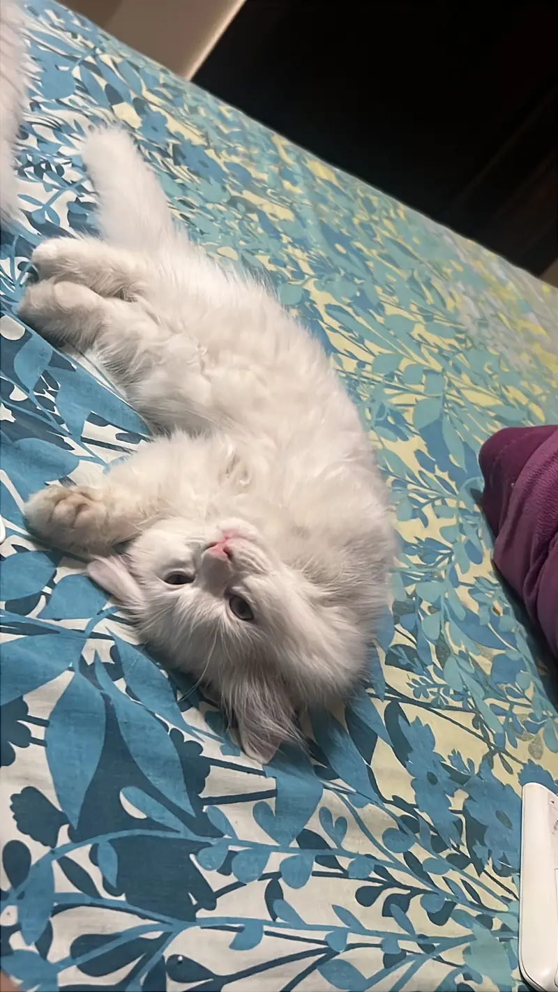persian pair of male and female kitten triple coat — photo 6