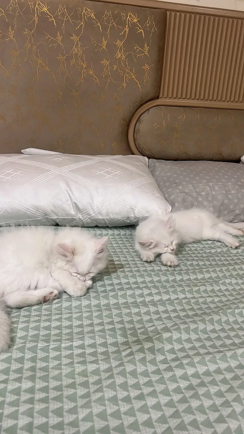 persian pair of male and female kitten triple coat — photo 7