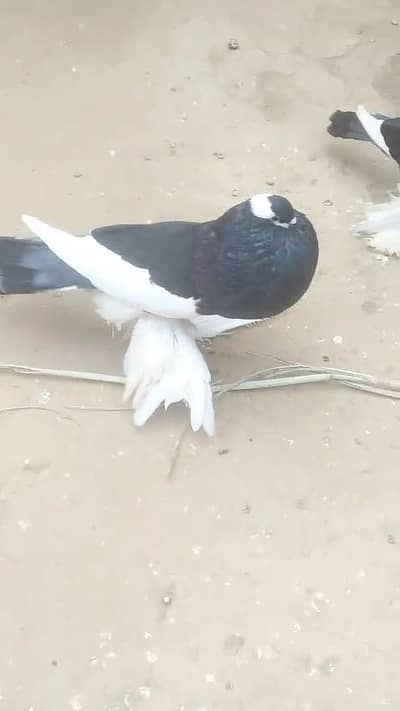 Megpie Breeder pair