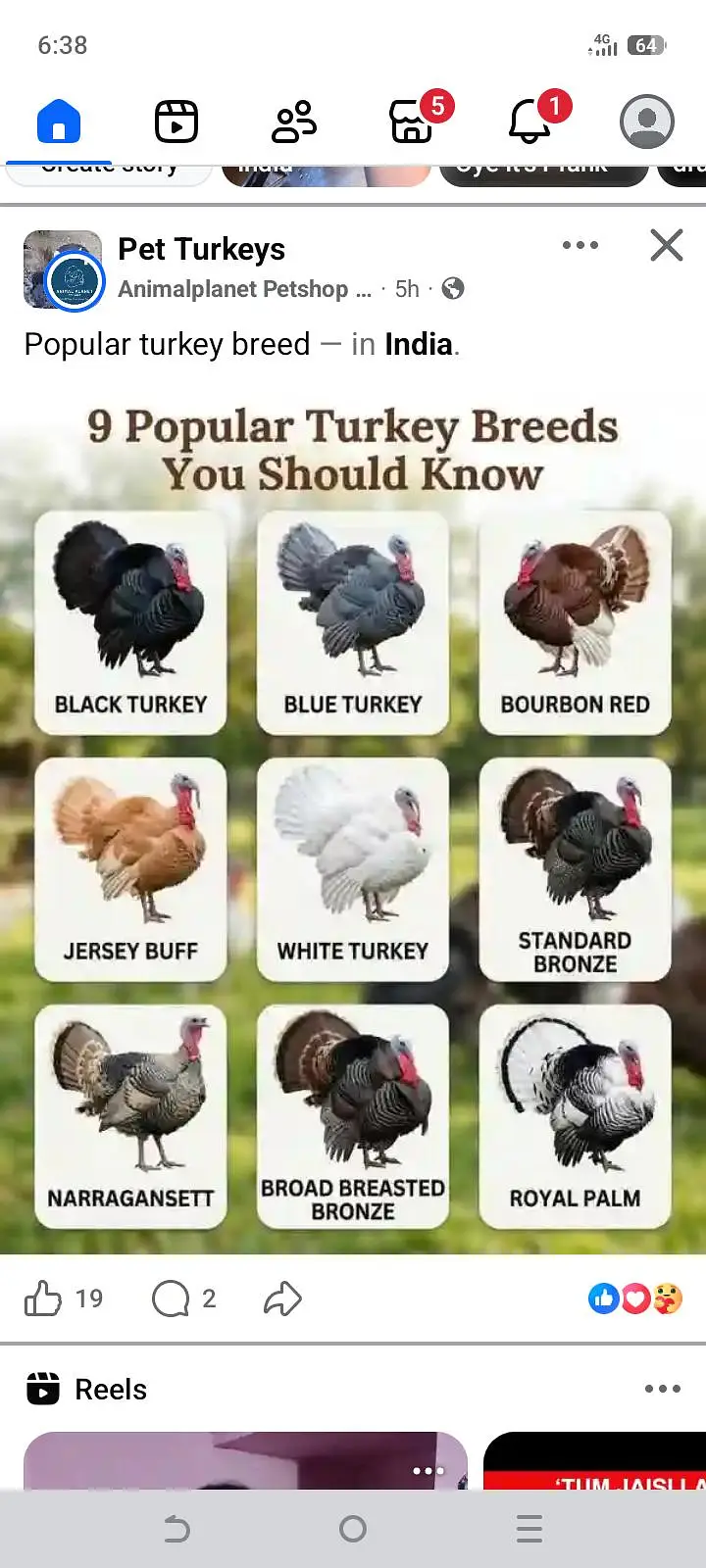 Turkey  chiks patthay available