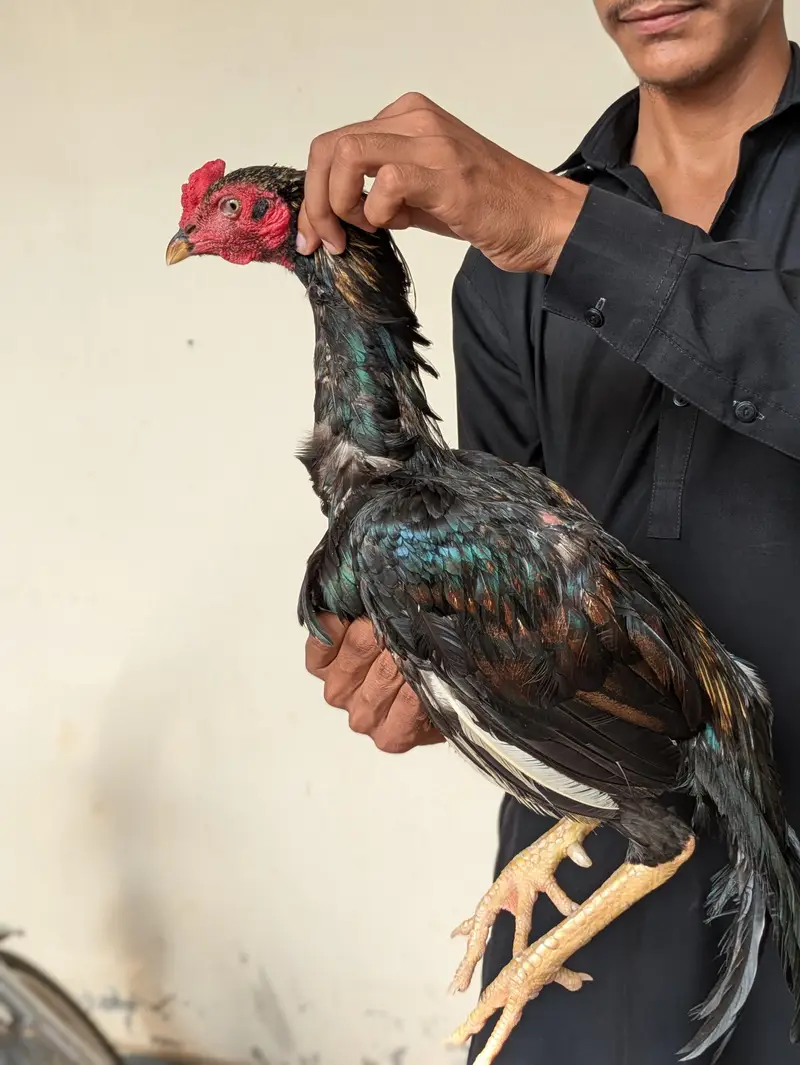 acha quality Wala assel Murga ha — photo 2