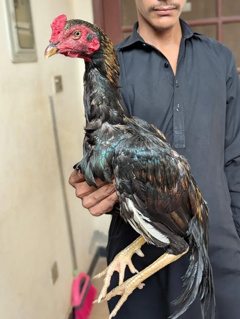 acha quality Wala assel Murga ha — photo 3