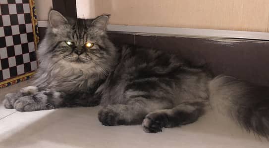 Persion Cat With Unique Color