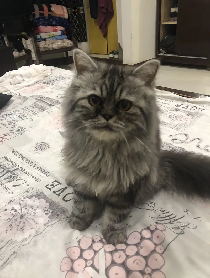 Persion Cat With Unique Color — photo 2