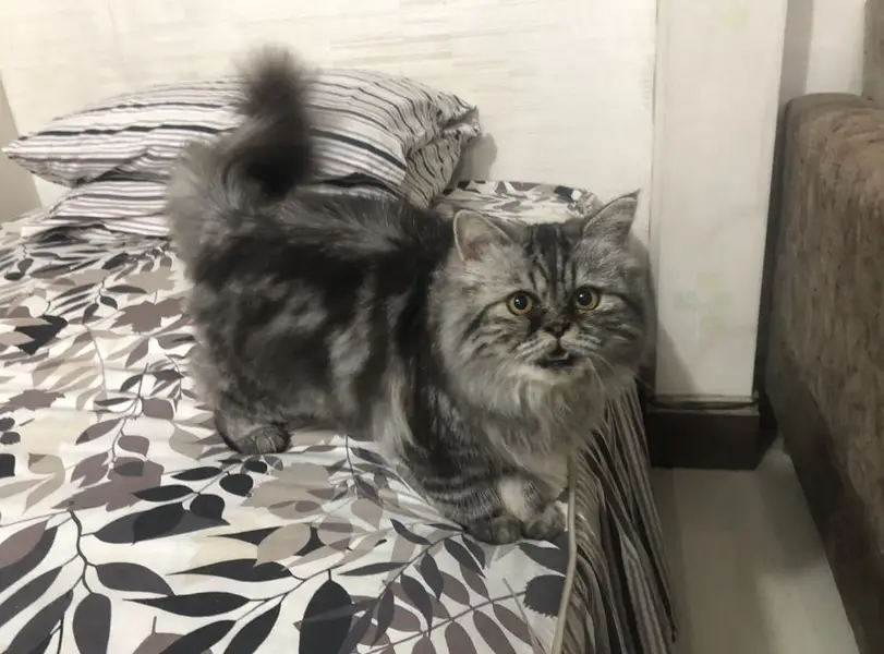 Persion Cat With Unique Color — photo 3