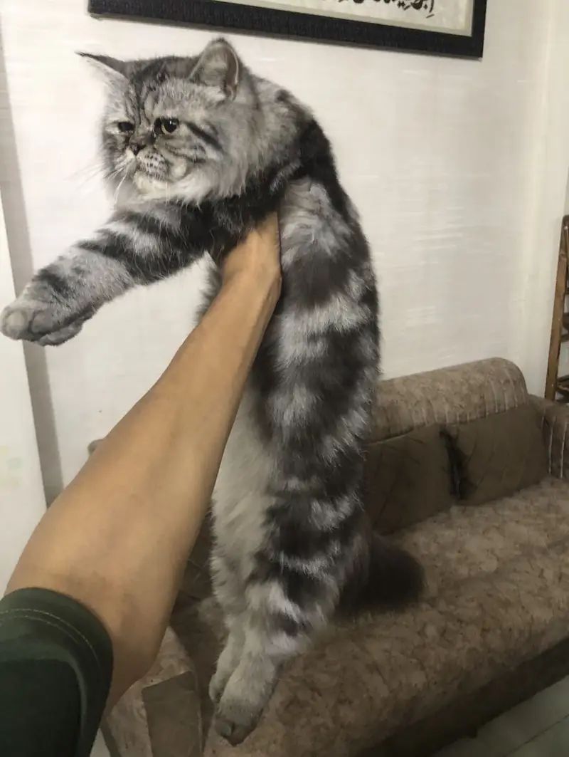 Persion Cat With Unique Color — photo 6