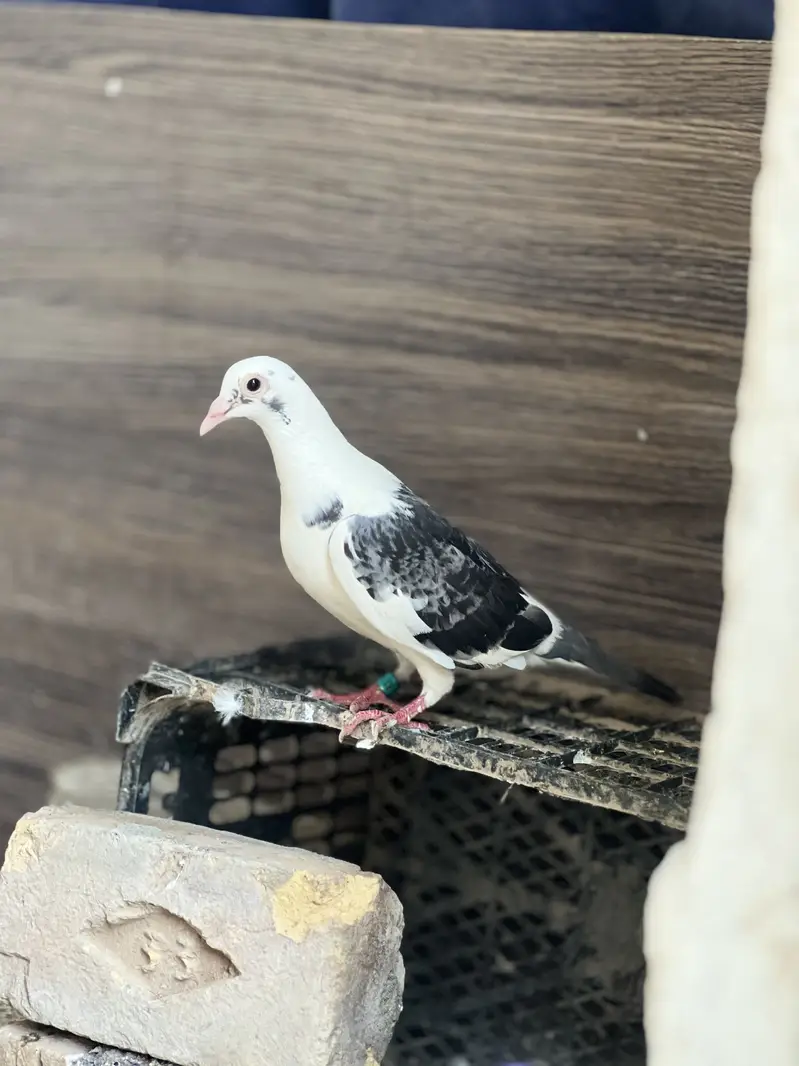 Barlas pair — photo 2