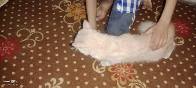 cat sell