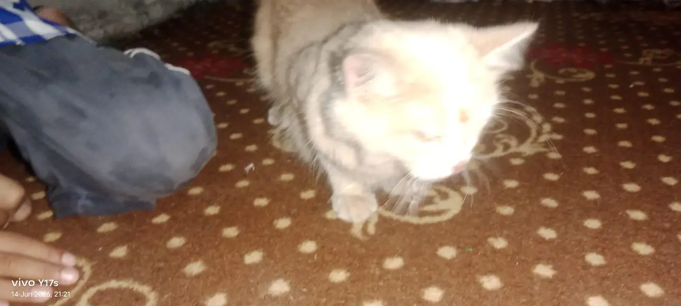 cat sell — photo 2
