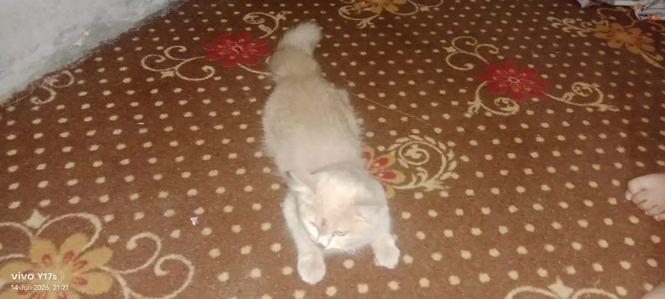 cat sell — photo 3