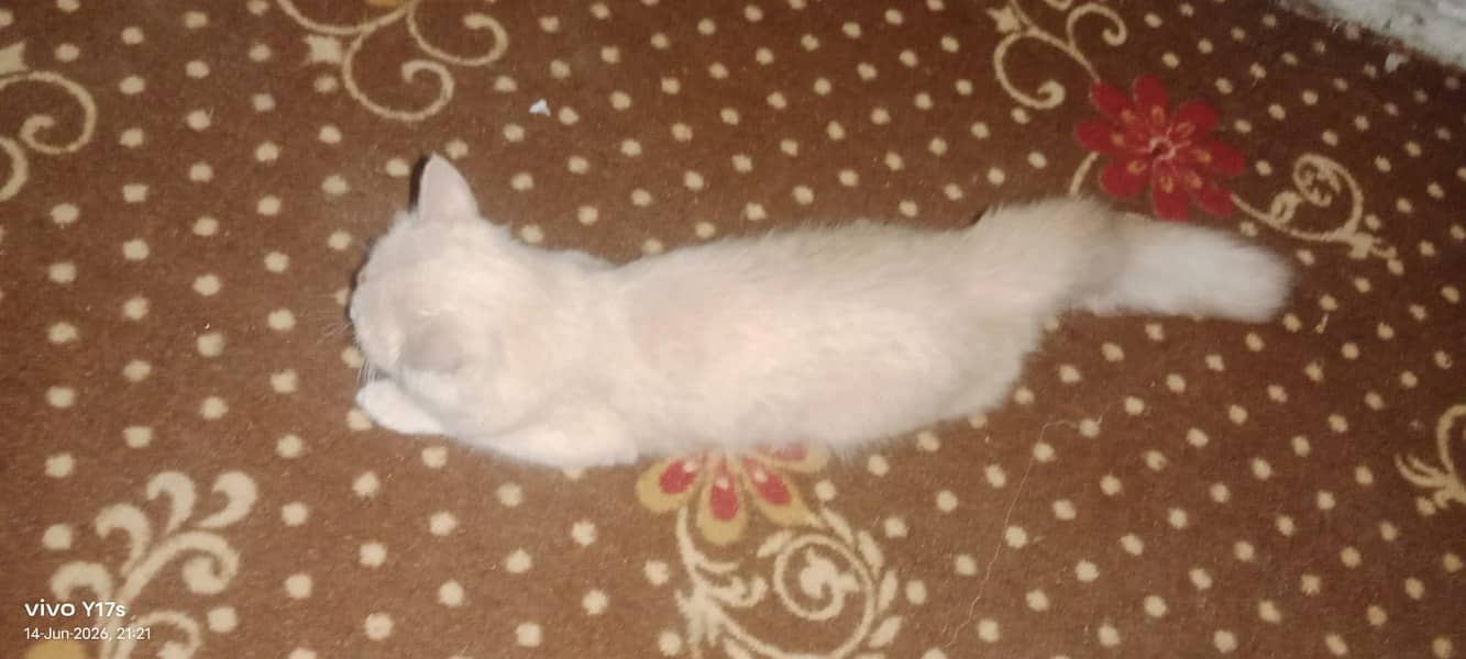 cat sell 3