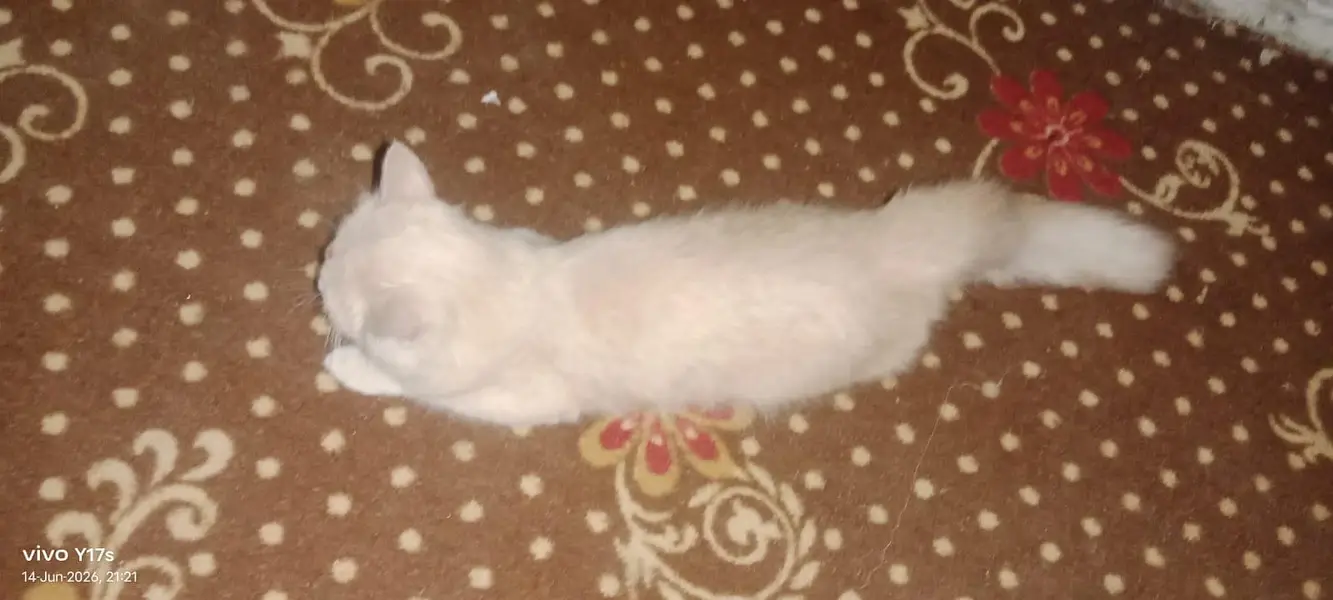 cat sell — photo 4