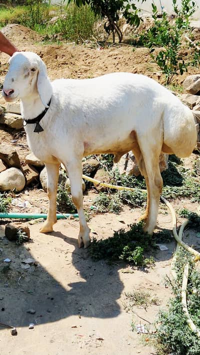 Healthy Sheep For Sale