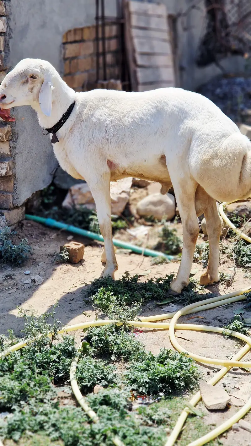 Healthy Sheep For Sale — photo 3