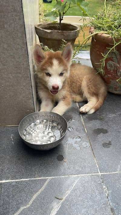 siberian husky