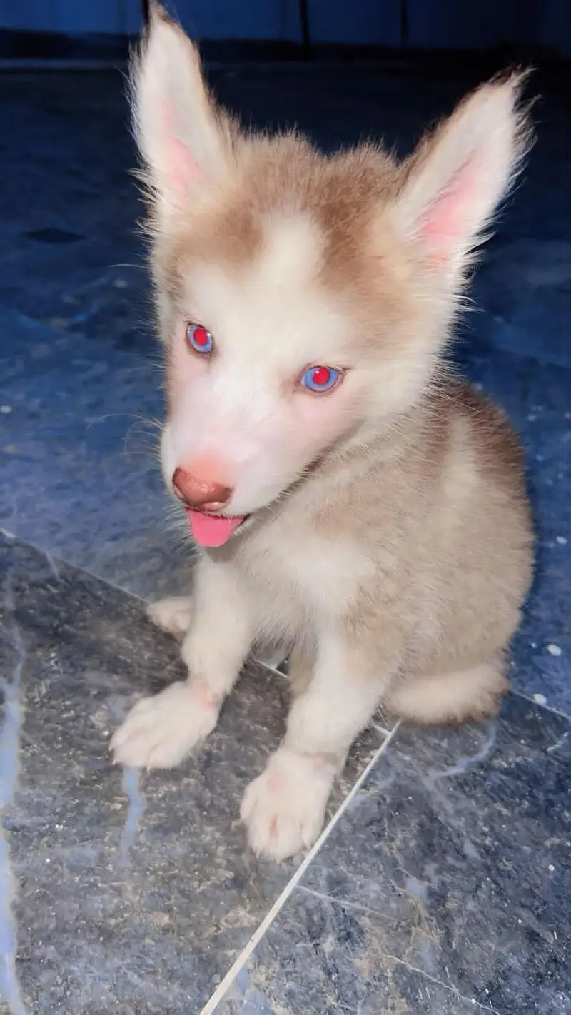 siberian husky — photo 2