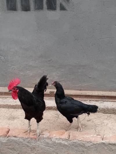 jodi available ha sale ka lia