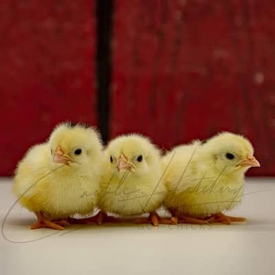 Black molted bantam chick