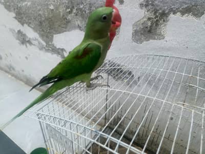 hand tamed raw parrot pair with big cage