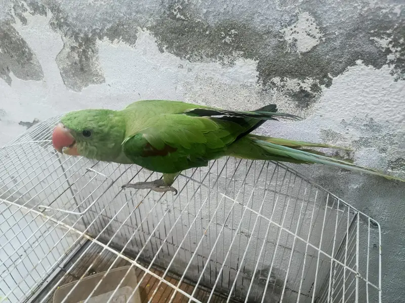 hand tamed raw parrot pair with big cage — photo 2