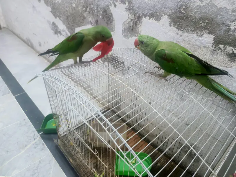 hand tamed raw parrot pair with big cage — photo 3