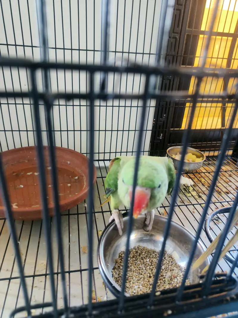 hand tamed raw parrot pair with big cage — photo 4