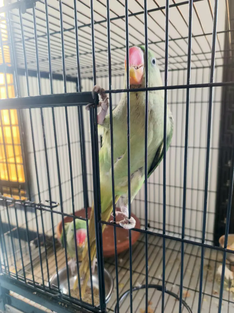 hand tamed raw parrot pair with big cage — photo 5