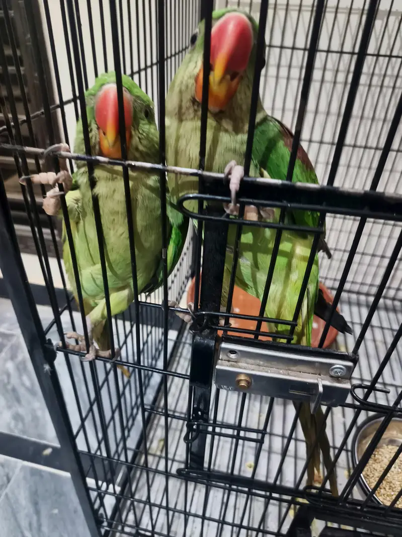 hand tamed raw parrot pair with big cage — photo 6