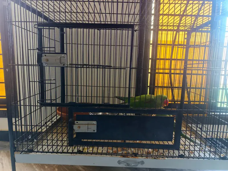 hand tamed raw parrot pair with big cage — photo 7
