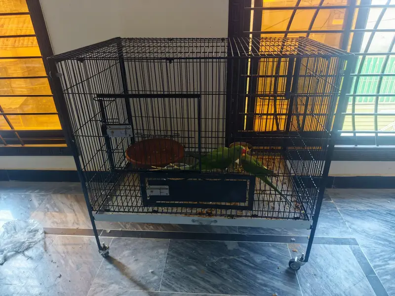 hand tamed raw parrot pair with big cage — photo 8