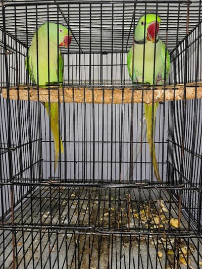 green pair