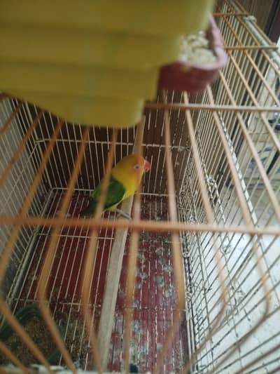 opaline parrot for sell