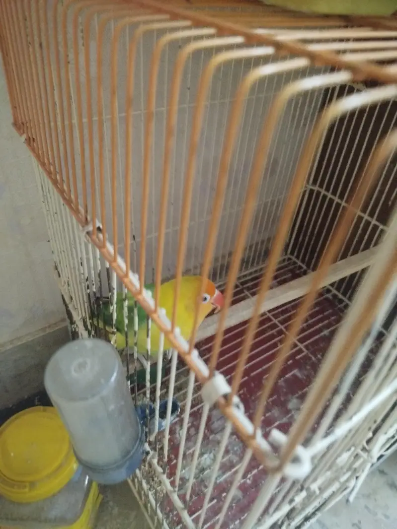 opaline parrot for sell — photo 2