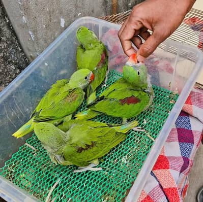 Kashmiri Raw Chicks Active Healthy