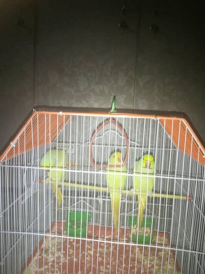 parrot for sell