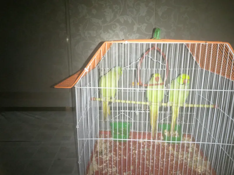 parrot for sell — photo 2