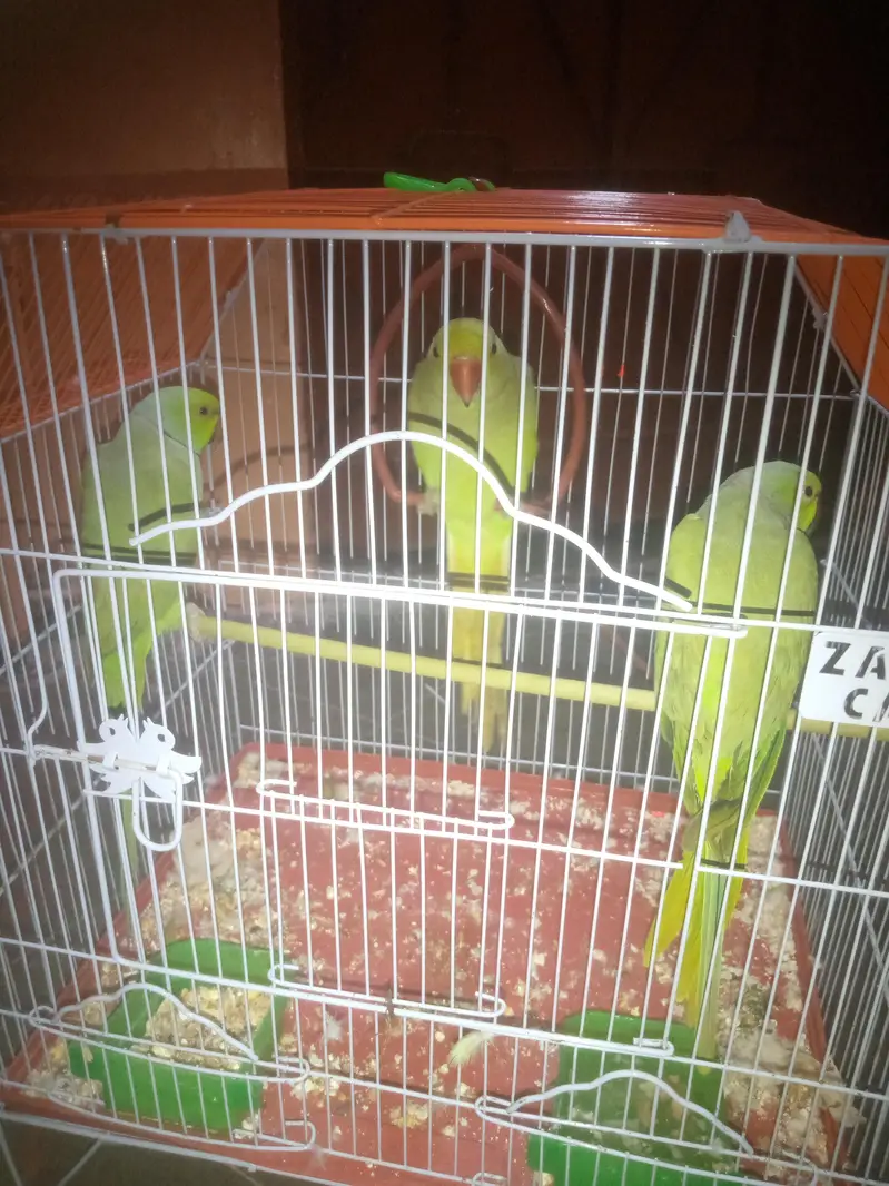 parrot for sell — photo 3