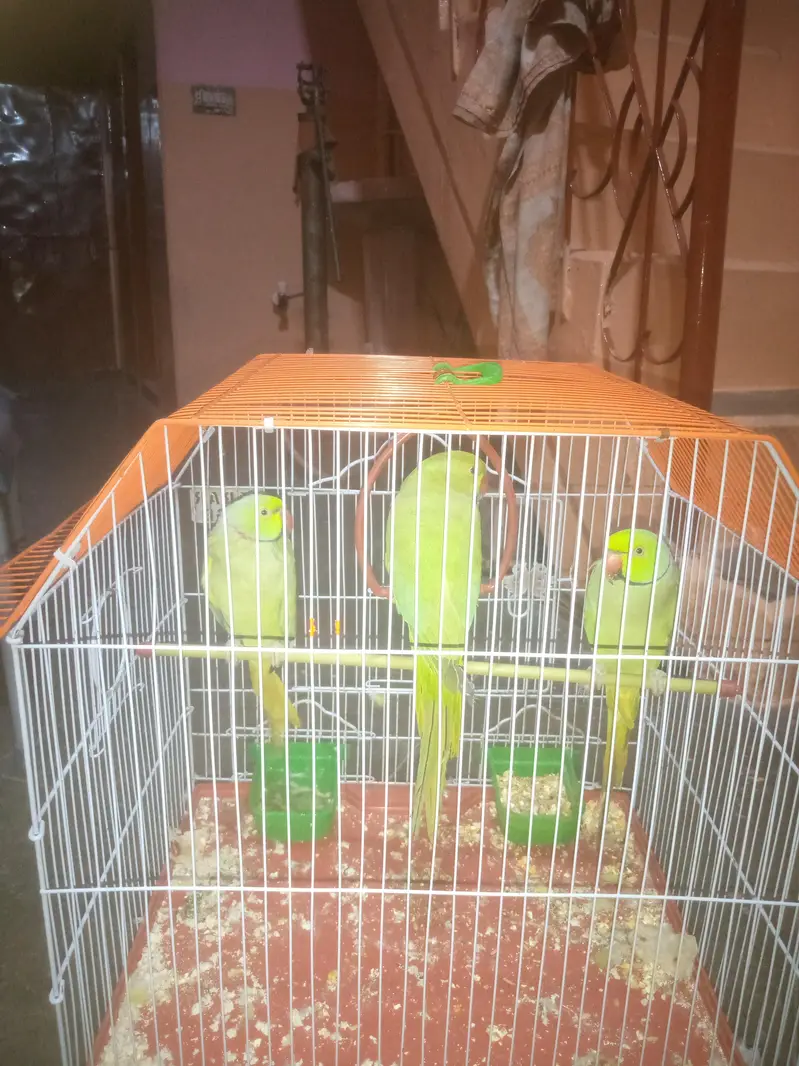parrot for sell — photo 4