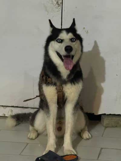 Pure Siberian Husky for Sale – Karachi