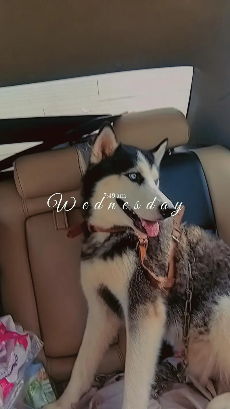 Pure Siberian Husky for Sale – Karachi — photo 3